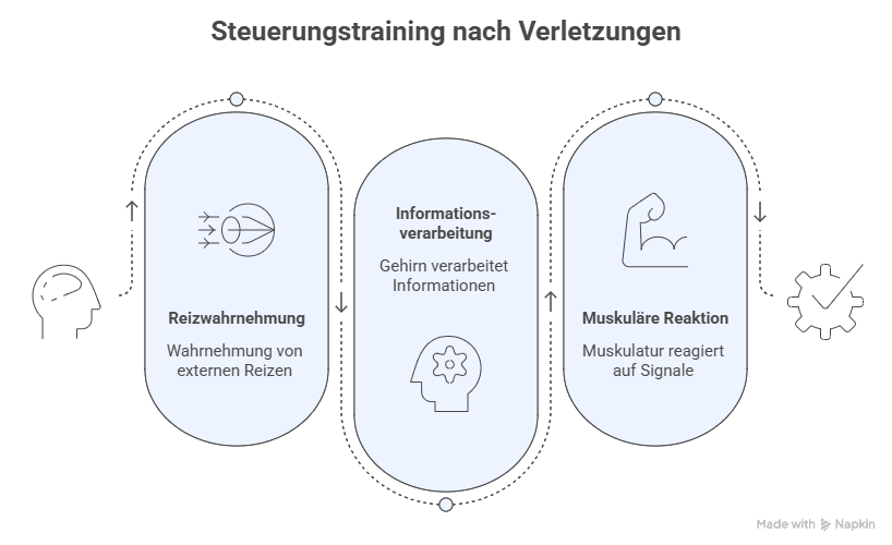 Infografik: Reizwahrnehmung — Informationsverarbeitung — Muskuläre Reaktion als drei Stufen des Steuerungstrainings nach Verletzungen